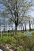 Bettbeet vorm blühenden Kirschbaum Bettbeet vorm blühenden Kirschbaum