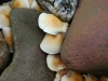 Steinpilze Steinpilze