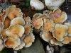 Blumenpilze Blumenpilze