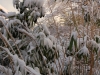 Schneebambus Schneebambus