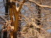 Schneewald Schneewald