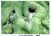 molkenthin1