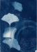 roziewski3