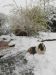 Henok im Schnee
