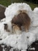 Henok und Schnee