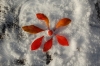Blume im Schnee