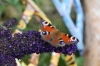 DSC_0028 DSC_0028