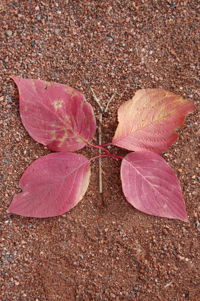 Blattschmetterling